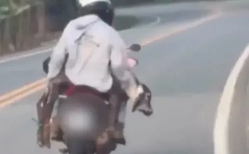 Flagrante em São Domingos do Norte mostra bezerro sendo transportado em motocicleta