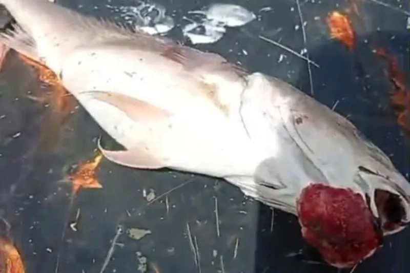 Pescadores cobram estudos sobre aumento de casos de câncer após desastre de Mariana e fazem alerta sobre saúde no ES