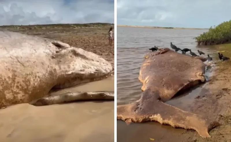 Segunda baleia é encontrada morta em menos de uma semana no litoral de Linhares; outro animal também aparece em São Mateus