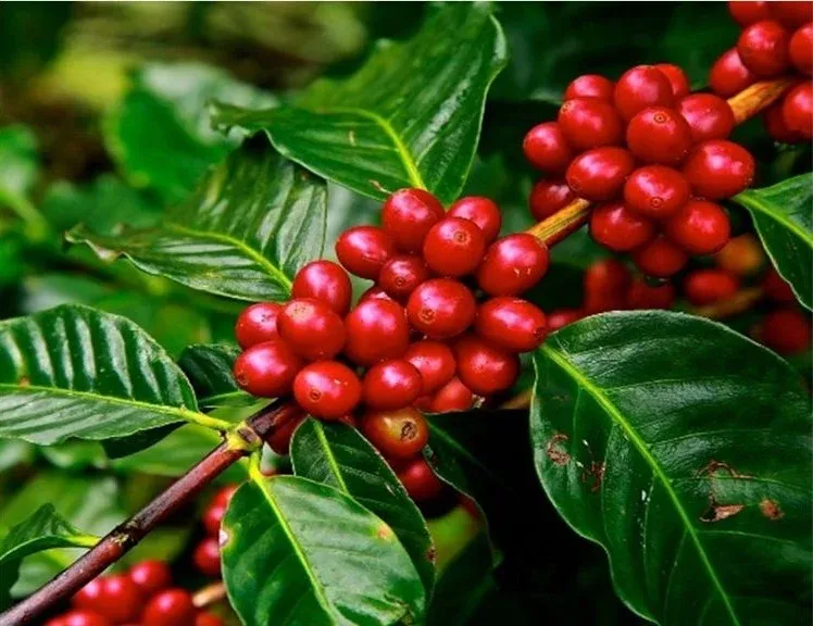 Estão abertas as inscrições para o XIII Concurso de Qualidade de Café Conilon de Colatina; premiação chega a R$ 30 mil