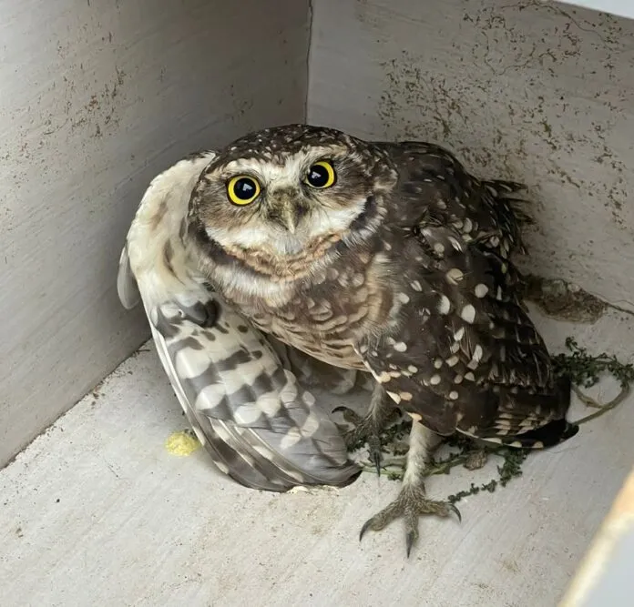 Coruja ferida é resgatada em Colatina e levada para atendimento em Hospital Veterinário