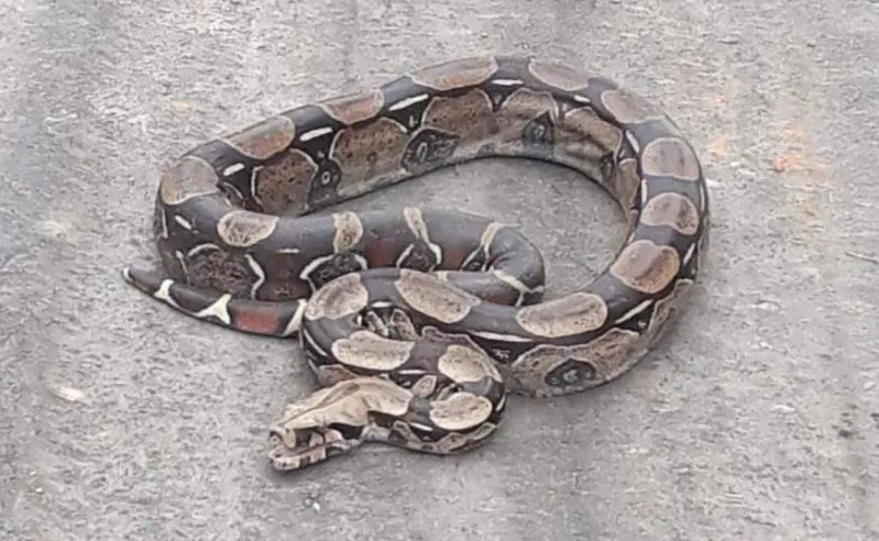 Jiboia é encontrada dentro de motel às margens da BR-259, em Colatina