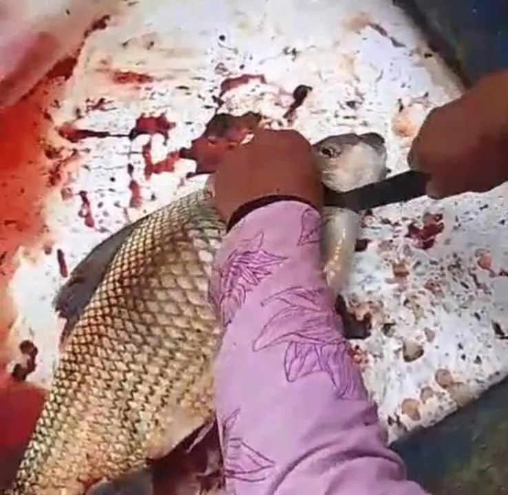 Pescadores abrem peixe com barriga estufada e o que encontram chama atenção em Colatina