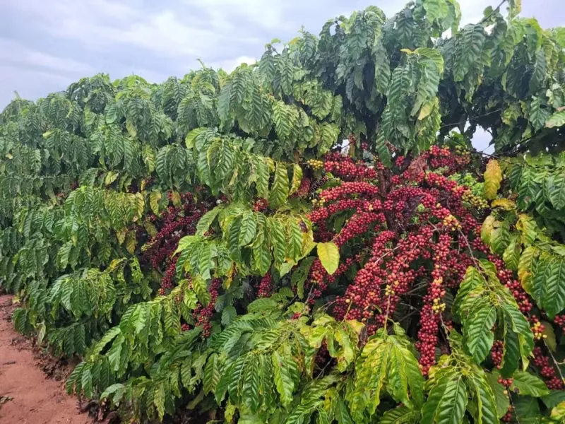 Gigantes do conilon: região de Linhares e Vila Valério ajuda ES a produzir quase 70% do conilon do Brasil