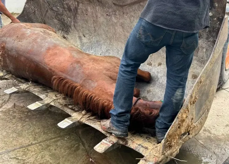 Denúncia revela cavalo abandonado em situação de maus-tratos; animal morre em Baixo Guandu