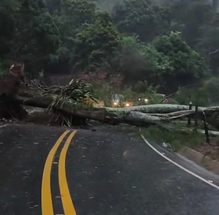Árvore cai e interdita totalmente rodovia entre São Roque do Canaã e Santa Teresa