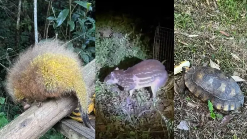 Quatro mil animais vítimas de maus-tratos e cativeiro ilegal voltam à natureza no ES; Aracruz é fundamental no resgate